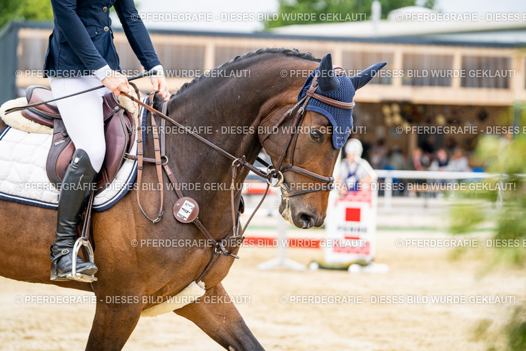 DSC02482 | Pferdegrafie