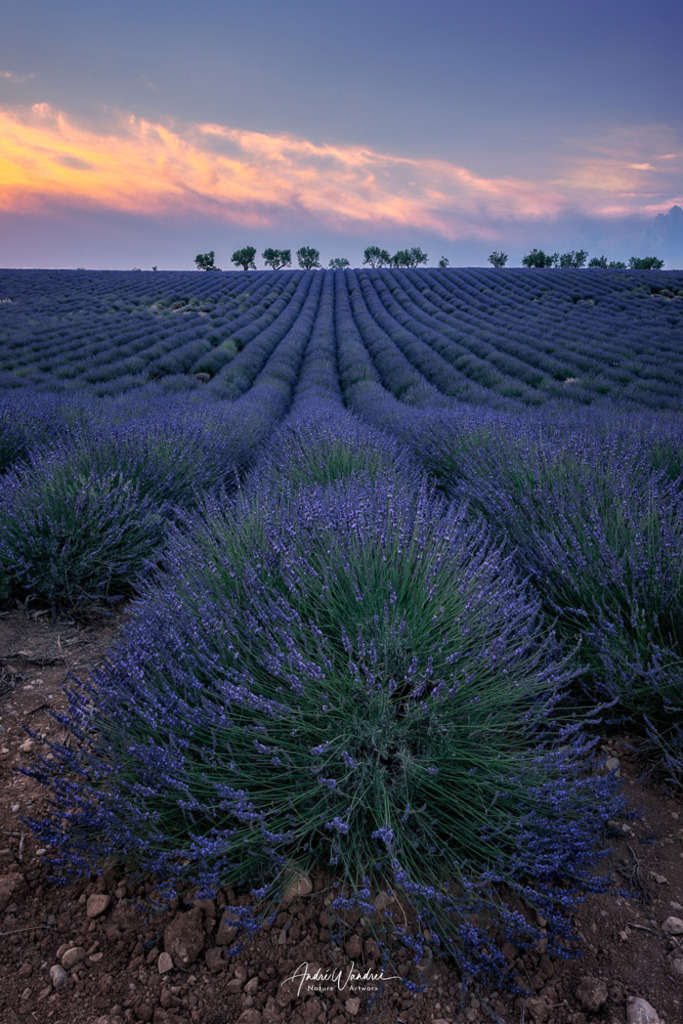 Blütenmeer am Abend (Hochformat) | Andre Wandrei - Nature Artworx - Realisiert mit Pictrs.com