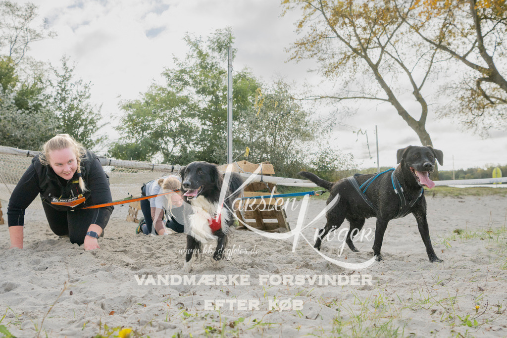 1325_ZZ96742 | kk-dogfotos
