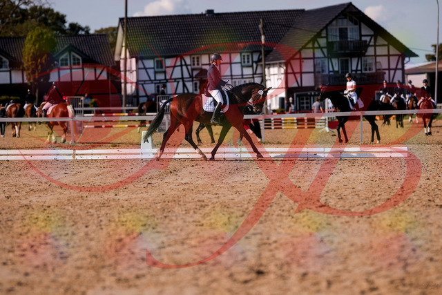 2026_10_03_Siefer-Hof_125815_Z81_47976938 | Professionelle Reitsport-, Turnier- und Eventfotografie von Robert Broda. Galerien mit ausgewählten und bearbeiteten Bildern direkt online ansehen und bestellen.