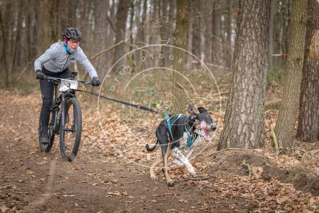 Pfotenfotografie_DV3A6389 | Hundefotografie, Tierfotograf, Pfotenfotografie, Fotoshooting Hund, Hunde Portrait, Hundesport, Hundeportraits, Heideshooting, Hunde, Sportfotograf, Hundefotograf, Turnierhundsport, THS,  - Realisiert mit Pictrs.com