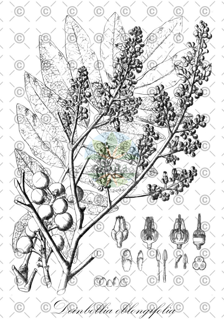 HistAbb_wfo-0000063291_1_ENZY_Simple | Historische Abbildung von Deinbollia oblongifolia - Sapindaceae | Historical Illustration of Deinbollia oblongifolia - Sapindaceae