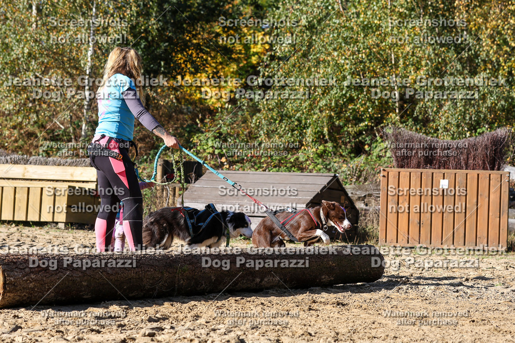 Dog Paparazzi - Strongdog 10-25-2954 | Dog Paparazzi Jeanette Grottendiek Fotografie & Videografie - Realisiert mit Pictrs.com