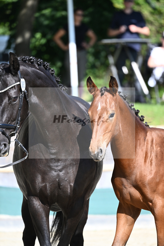 Praesentation Auktionsfohlen_36230338 | hf-fotografie - Realisiert mit Pictrs.com