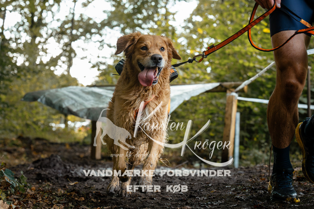 1408DZ6_1084Z6 | kk-dogfotos
