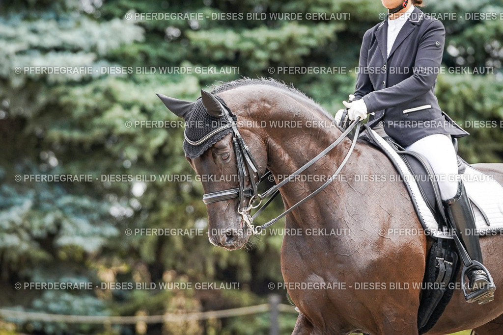 DSC02922 | Pferdegrafie