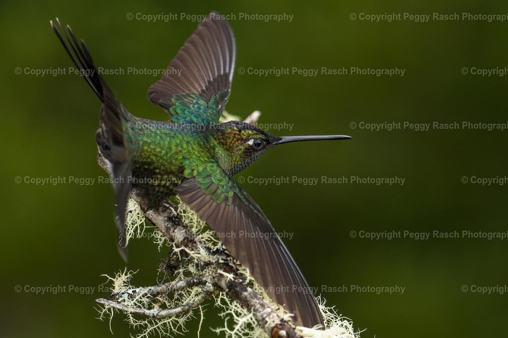 Kolibris (3 von 32) (12)_cr | PeggyRaschPhotography - Realisiert mit Pictrs.com