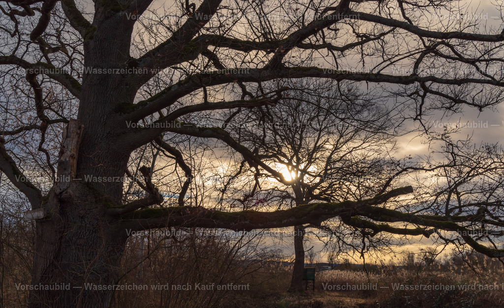 Alte Eichen im Morgenlicht | Bäume mit Strahlkraft - Realisiert mit Pictrs.com