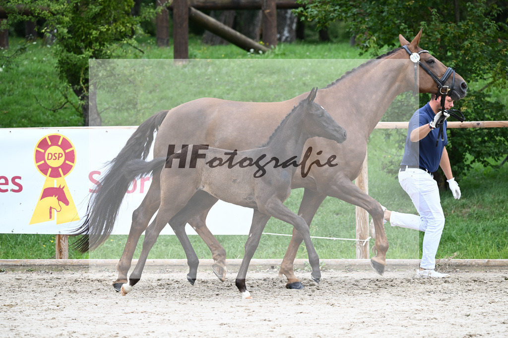 Kat-Nr. 24 SF V Plus_Rieger_25230474 | hf-fotografie - Realisiert mit Pictrs.com