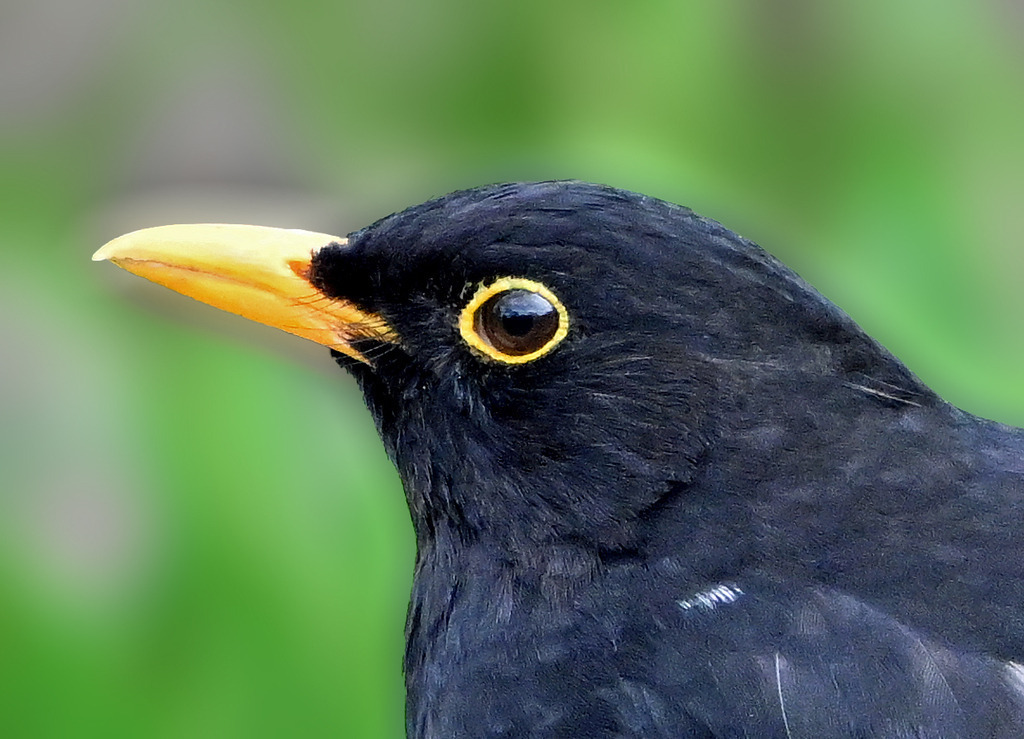 Amsel02-2 | lucisnaturbilder - Realisiert mit Pictrs.com