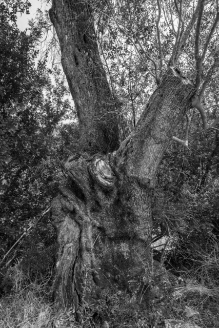Olive Baum / Olea europaea, Olivia / Olive tree | Kreative Fotografie von Fotoloft-MaciejRusinek aus Frankfurt am Main. Große Motivauswahl in individuell ausgewählten Formaten auf unterschiedlichen Materialien. Bestellen bequem online.
Preise sind variable, je nach Material und Größe. 
 - Realisiert mit Pictrs.com
