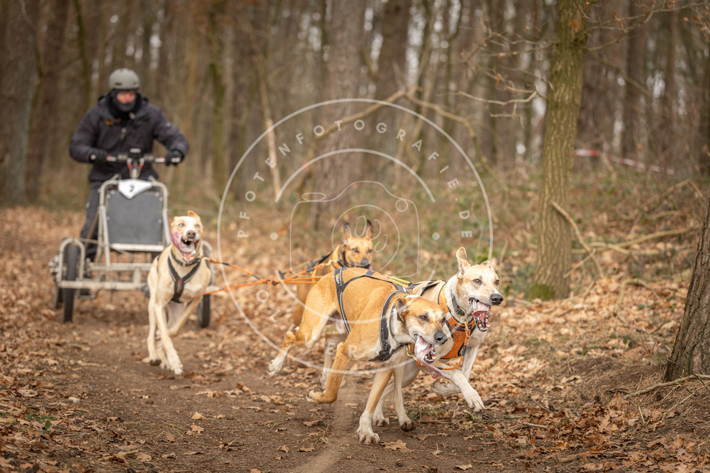 Pfotenfotografie_DV3A8694 | Hundefotografie, Tierfotograf, Pfotenfotografie, Fotoshooting Hund, Hunde Portrait, Hundesport, Hundeportraits, Heideshooting, Hunde, Sportfotograf, Hundefotograf, Turnierhundsport, THS,  - Realisiert mit Pictrs.com