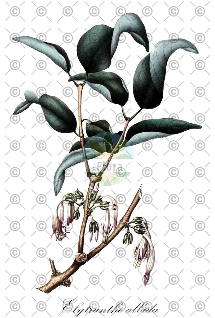 HistAbb_wfo-0000666741_1_ENZY_Simple | Historische Abbildung von Elytranthe albida - Loranthaceae | Historical Illustration of Elytranthe albida - Loranthaceae
