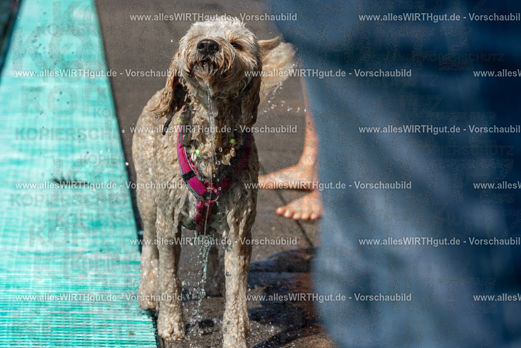 Hundeschwimmen_Volksbad_2026-allesWIRTHgut_Tierfotografie-2609061234-FAY06502 | Professionelle Tierfotografie in Mönchengladbach von Daniel Wirth (allesWIRTHgut). Liebevolle & natürliche Bilder von Hunden & Katzen für unvergessliche Erinnerungen.