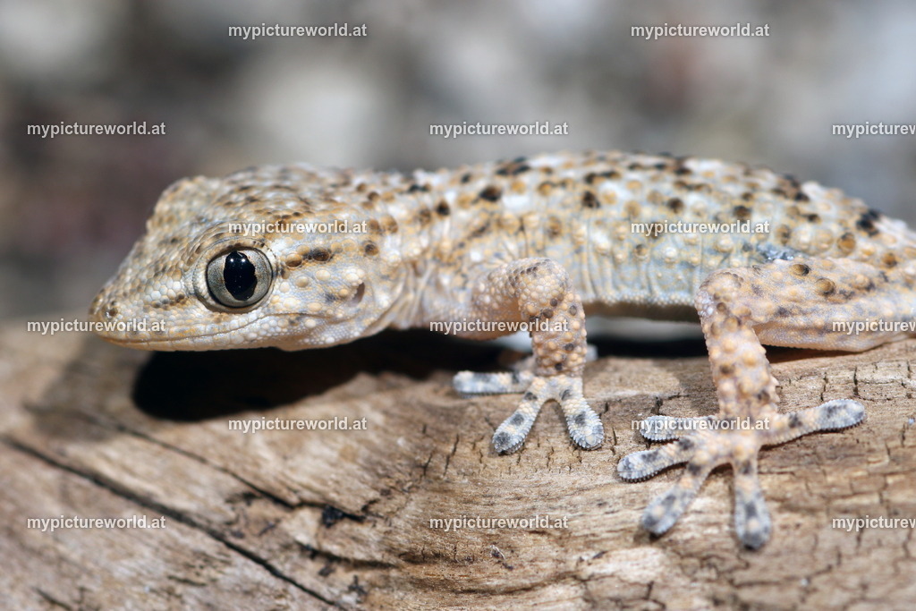 Europäischer Halbfinger-006 | Das Bilderarchiv über Tiere, Planzen und Landschaften. In der Bilddatenbank finden Sie ein große Auswahl an hochwertigen Bilder für Ihre Werbung - Realisiert mit Pictrs.com