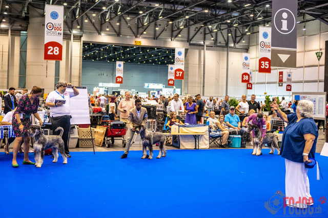 World Dog Show | World Dog Show 2023 im Palexpo in Genf 23.08.2023 Foto: Leo Wyden