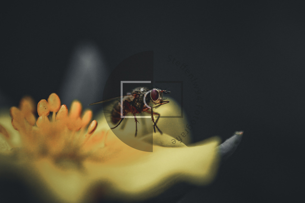 Wandbild Fliege | Ich bin Fotograf und auf meiner Webseite hast du die Möglichkeit meine fotografie als Wandbilder druckfertig für dein Zuhause zu bestellten. - Realisiert mit Pictrs.com