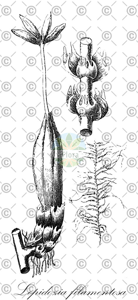 HistAbb_wfo-0000226129_1_ENZY_Simple | Historische Abbildung von Lepidozia filamentosa - Lepidoziaceae | Historical Illustration of Lepidozia filamentosa - Lepidoziaceae