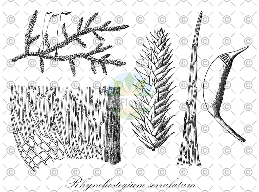 HistAbb_wfo-0000296590_1_ENZY_Simple | Historische Abbildung von Rhynchostegium serrulatum - Brachytheciaceae | Historical Illustration of Rhynchostegium serrulatum - Brachytheciaceae