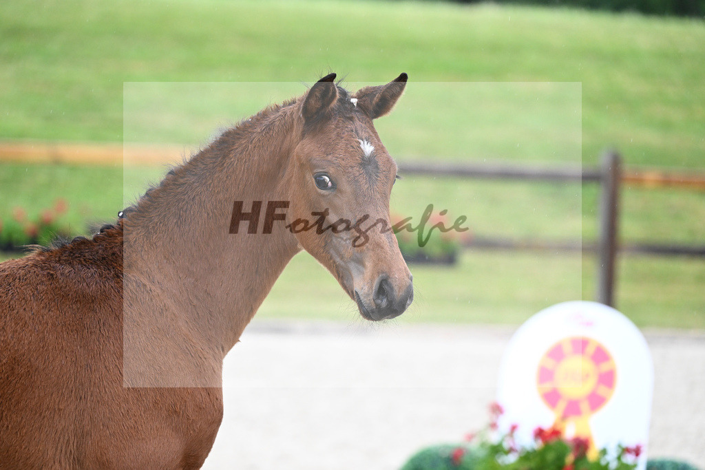 Kat-Nr. 61 HF DSP Va Bene_Geyer_17231567 | hf-fotografie - Realisiert mit Pictrs.com