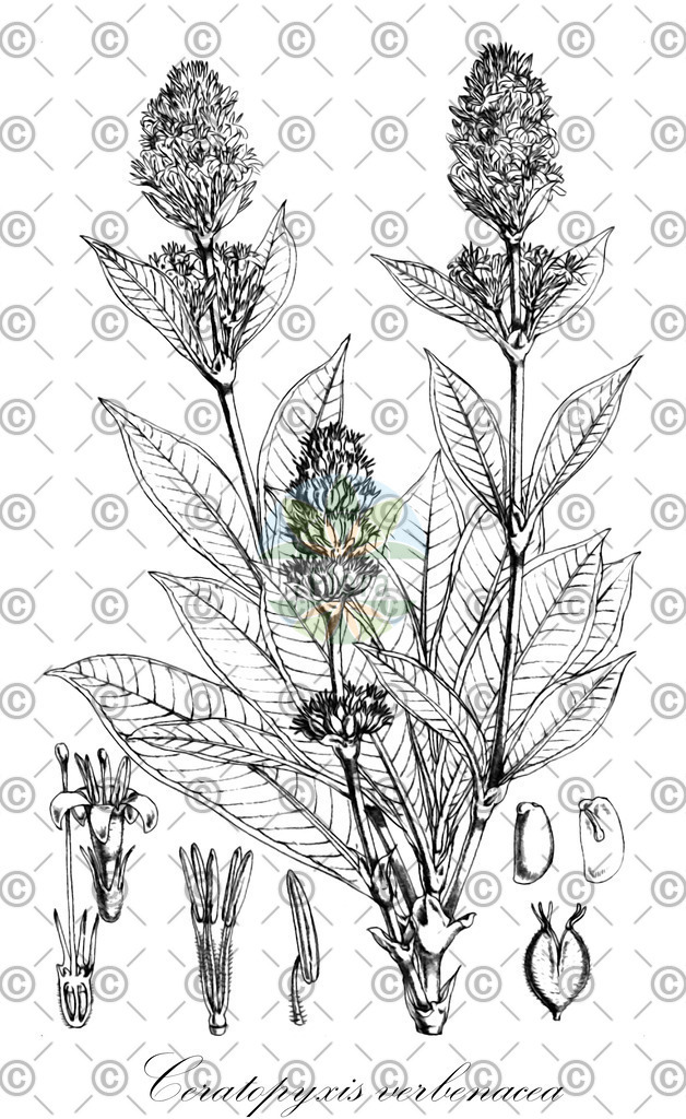 HistAbb_wfo-0000596431_1_ENZY_Simple | Historische Abbildung von Ceratopyxis verbenacea - Rubiaceae | Historical Illustration of Ceratopyxis verbenacea - Rubiaceae