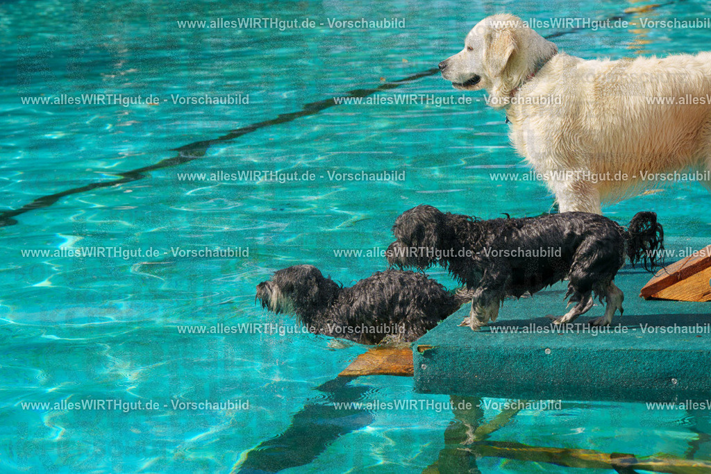 Hundeschwimmen_Grefrath_2026-allesWIRTHgut_Tierfotografie-13_38-FAY00688 | Professionelle Tierfotografie in Mönchengladbach von Daniel Wirth (allesWIRTHgut). Liebevolle & natürliche Bilder von Hunden & Katzen für unvergessliche Erinnerungen.