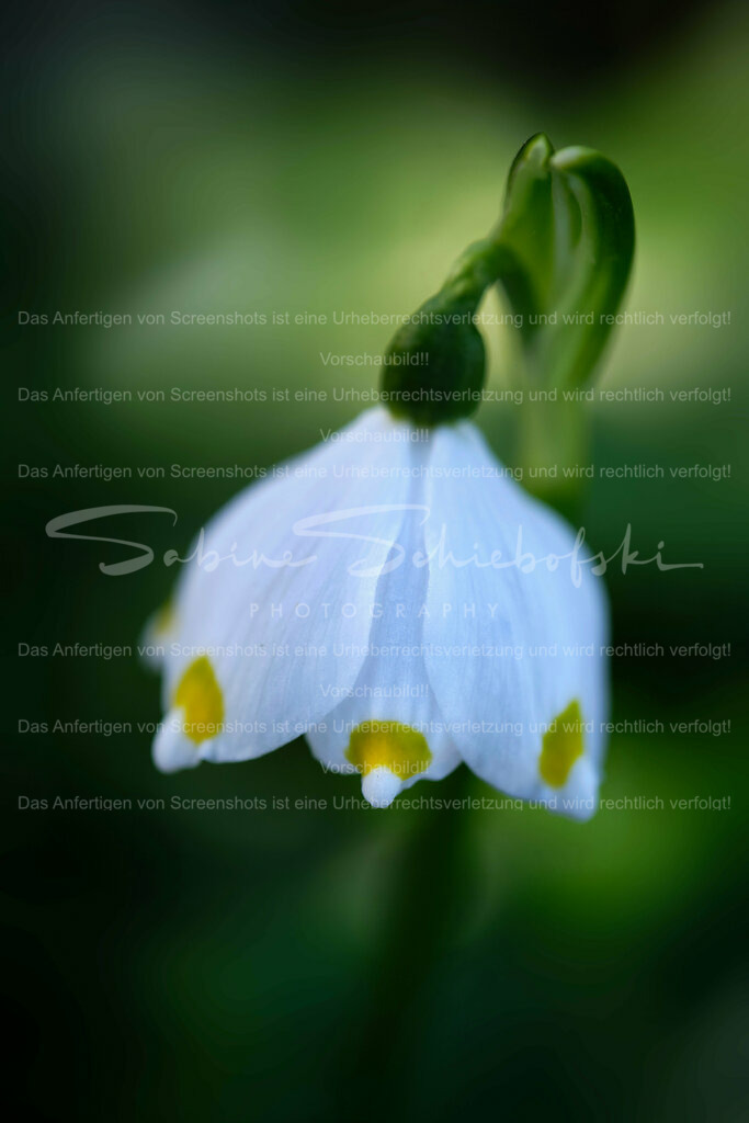 Wandbild Märzenbecher | Märzenbecher sind eine Form der Schneeglöckchen.
#Schneeglöckchen sind kleine weiße #Blumen, die im späten #Winter oder frühen #Frühling blühen. Sie sind bekannt für ihr zartes Aussehen und gelten oft als Symbol für Hoffnung und #Erneuerung. #Schneeglöckchen sind in #Gärten und #Wäldern in ganz #Europa verbreitet. - Realisiert mit Pictrs.com