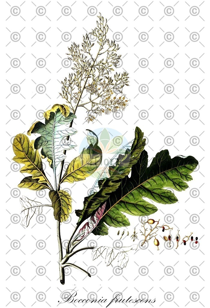 HistAbb_wfo-0000567215_1_ENZY_Simple | Historische Abbildung von Bocconia frutescens - Papaveraceae | Historical Illustration of Bocconia frutescens - Papaveraceae
