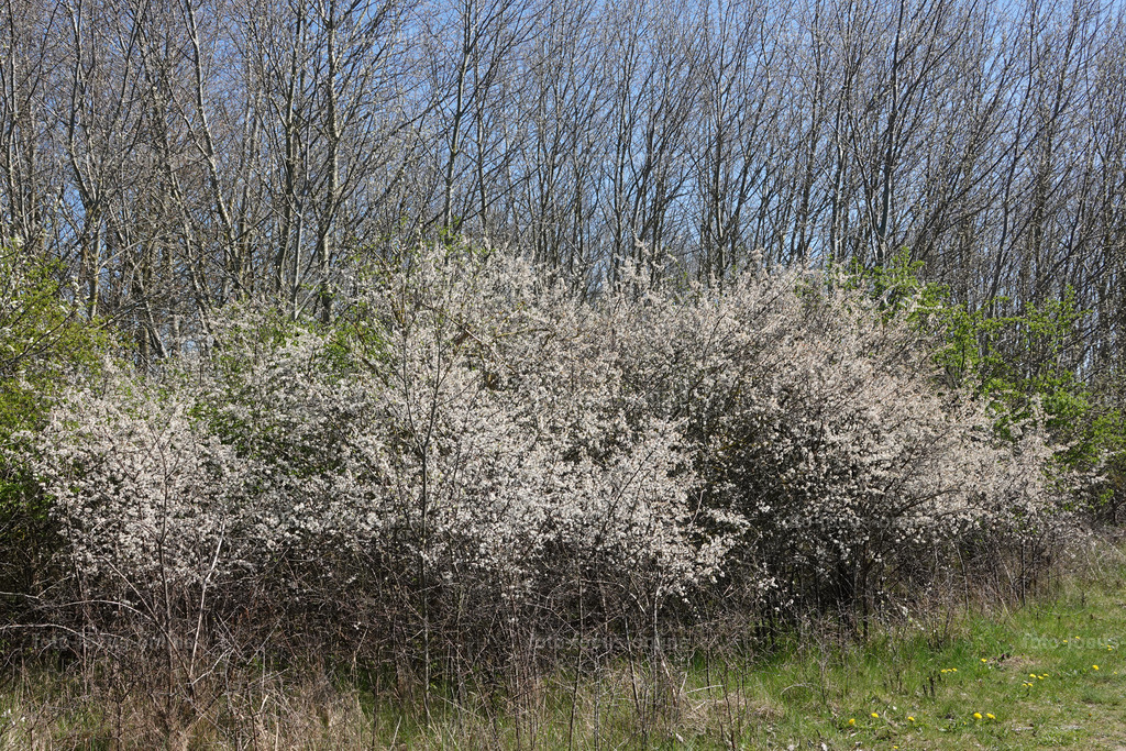 springtime | springtime