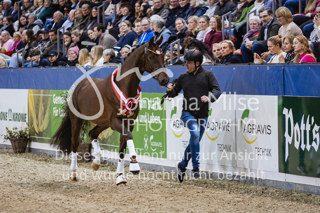 250108_Muenster_Hengstpräsentation-106 | Deine schönsten Turniermomente als professionelle Fotos! Entdecke hochwertige Pferdesport-Fotografie im Online-Shop. Jetzt Fotos finden & bestellen!