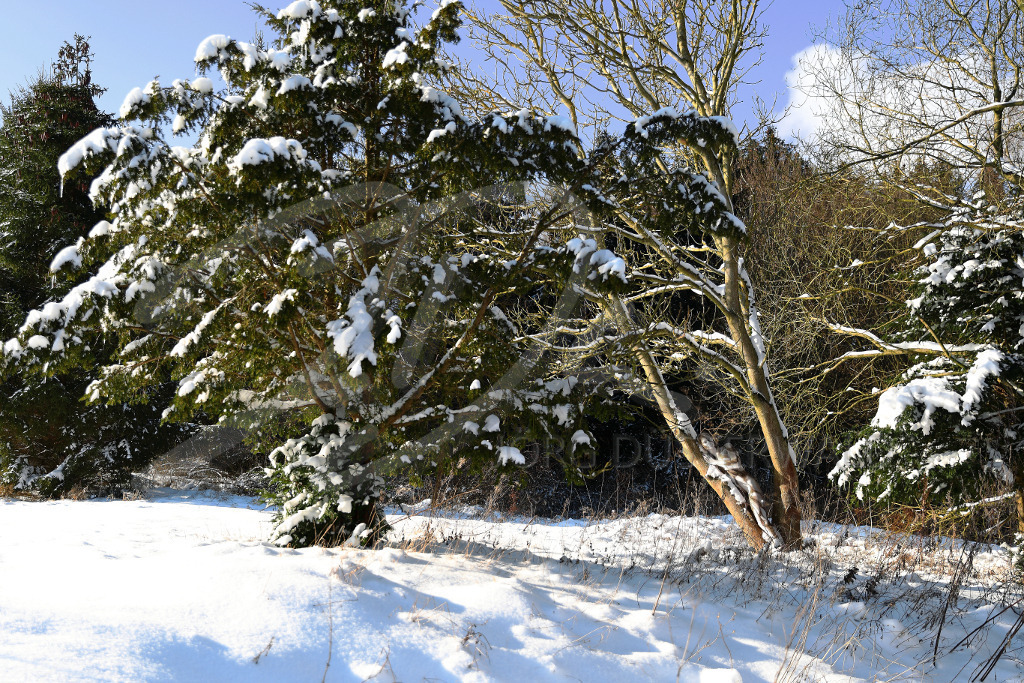 NatureArt-SNOWTREES_0262a | Bequem am Winterstamm | #001 | Modell: Randy | Foto: Andreas Meier - Realisiert mit Pictrs.com