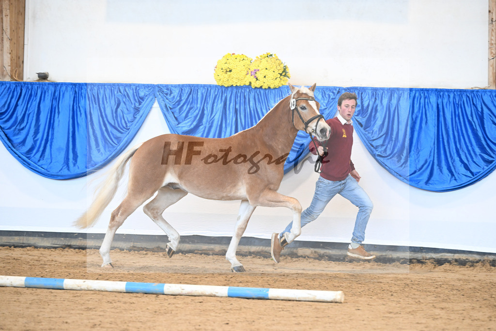 Kat-Nr. 14 Stefano Amore v. Steingold_Bachmann_48250921 | hf-fotografie - Realisiert mit Pictrs.com