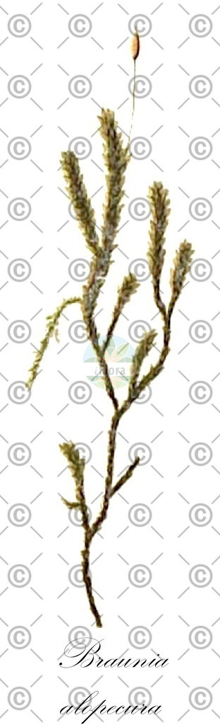 HistAbb_wfo-0001155585_1_ENZY_Simple | Historische Abbildung von Braunia alopecura - Hedwigiaceae | Historical Illustration of Braunia alopecura - Hedwigiaceae