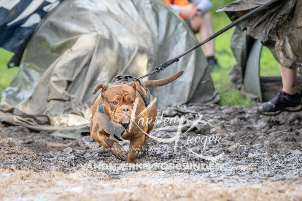 1646_ZZ94441 | kk-dogfotos