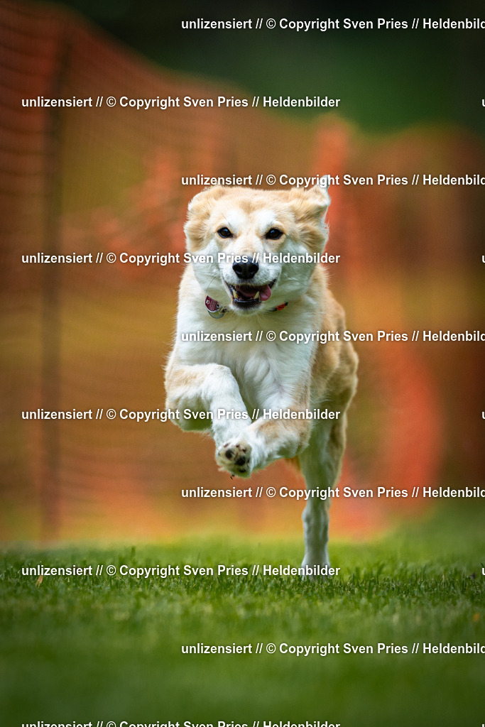 Sven Pries | 2025-09-21 - Hunderennen Baden-Oos - Realisiert mit Pictrs.com