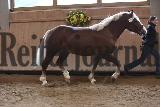 Sankt-Märgen_2026_Schwarzwälder_Stutenprämierung_KN_49_LS Polly (4) | Alle Fotos der Reiterjournal Fotografin Doris Matthaes im Reiterjournal Online-Fotoshop. - Realisiert mit Pictrs.com