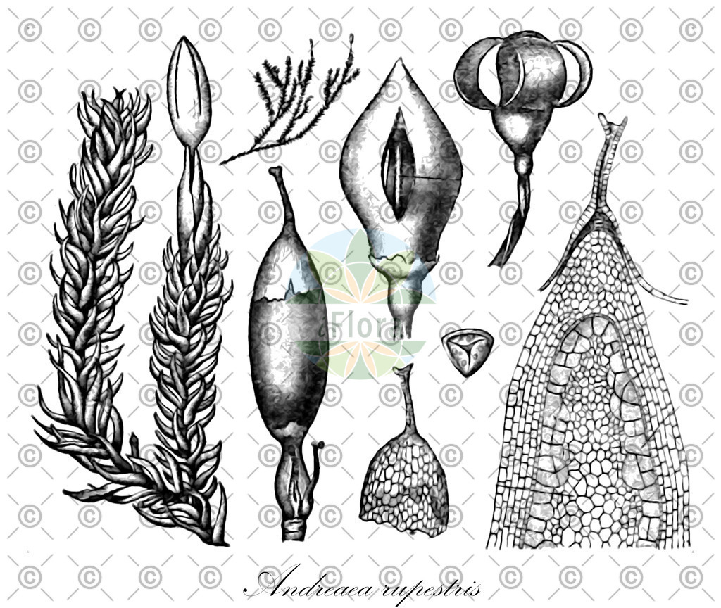 HistAbb_wfo-0001148618_2_ENZY_Simple | Historische Abbildung von Andreaea rupestris - Andreaeaceae | Historical Illustration of Andreaea rupestris - Andreaeaceae