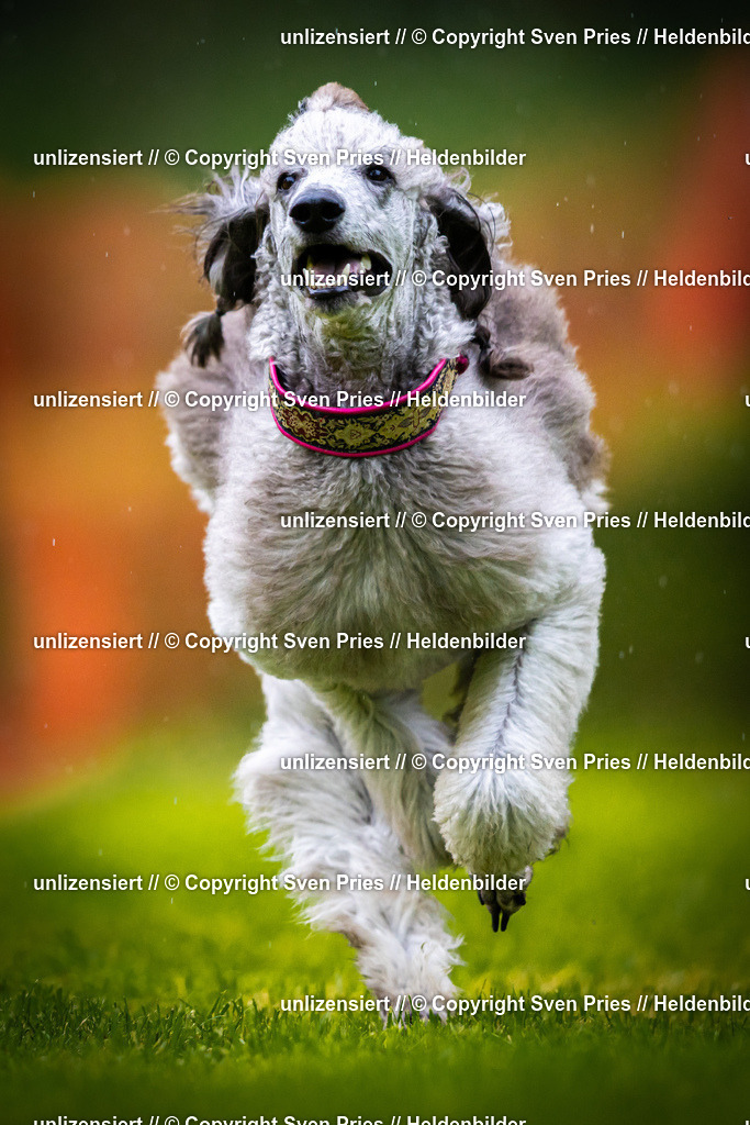 Sven Pries | 2025-09-21 - Hunderennen Baden-Oos - Realisiert mit Pictrs.com