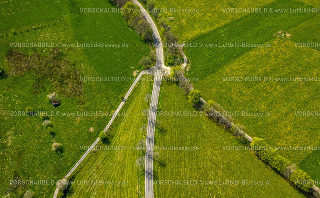 Monschau240502295 | Luftbild, Wiesen und Felder mit Narzissenblüte, Wegkreuzung und Baumallee an der Schleidener Straße und Schafstrift, Formen und Farben, Höfen, Monschau, Nordrhein-Westfalen, Deutschland