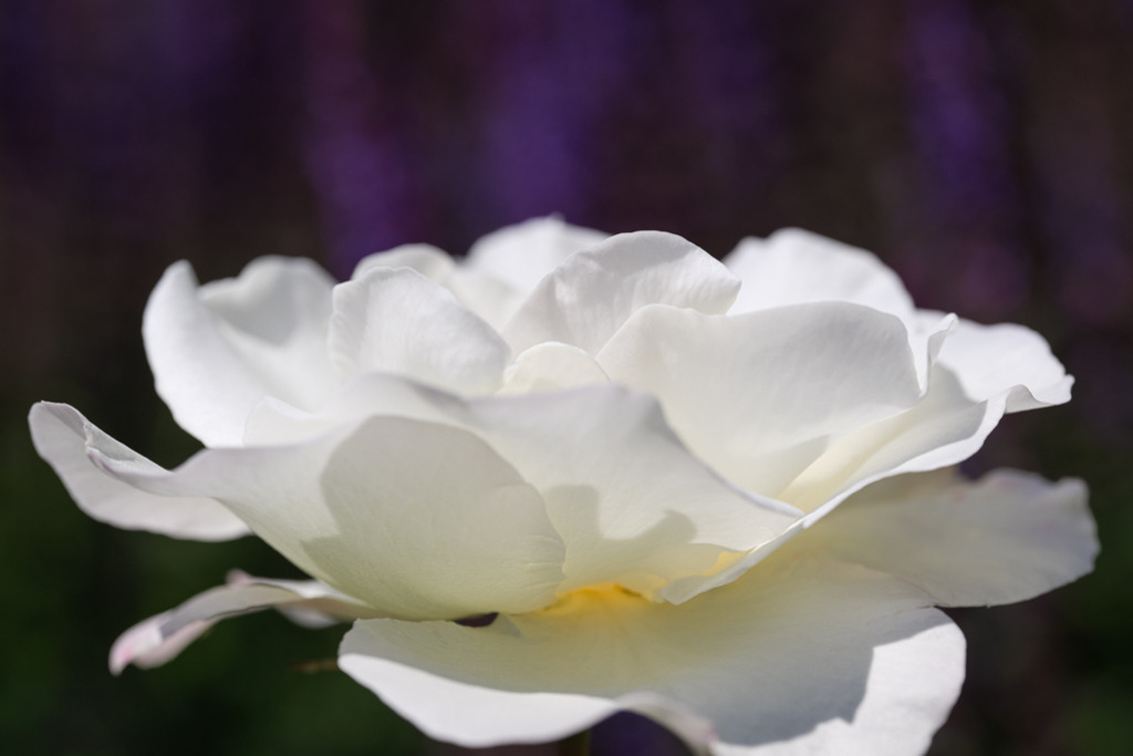 teehybride-lady-rose-vb | Entdecken Sie hochwertige Kunstdrucke im Online-Shop von Rainer Plett. Die Fotografien umfassen norddeutsche Landschaften, Blumen, Tiere, Natur und Sehenswürdigkeiten. Erfreuen Sie sich an auserlesenen Motiven aus Schleswig-Holstein und Hamburg. - Realisiert mit Pictrs.com