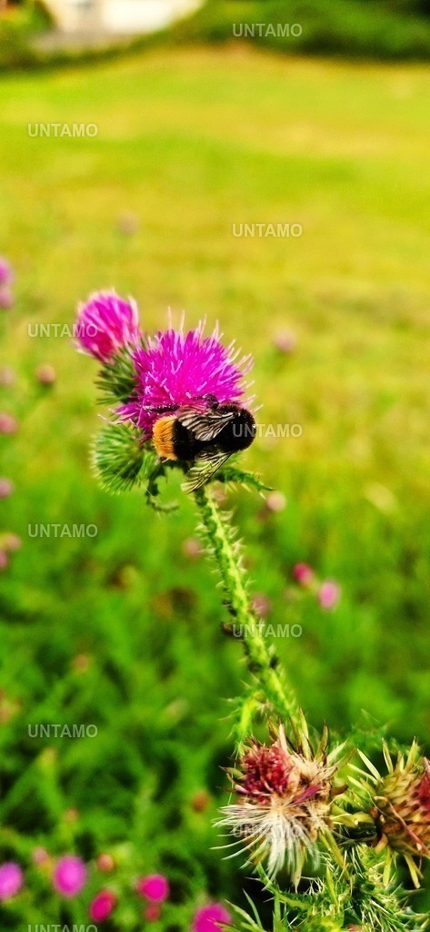 Hummel in Blüte 2.0 Farbe | untamo - Realisiert mit Pictrs.com