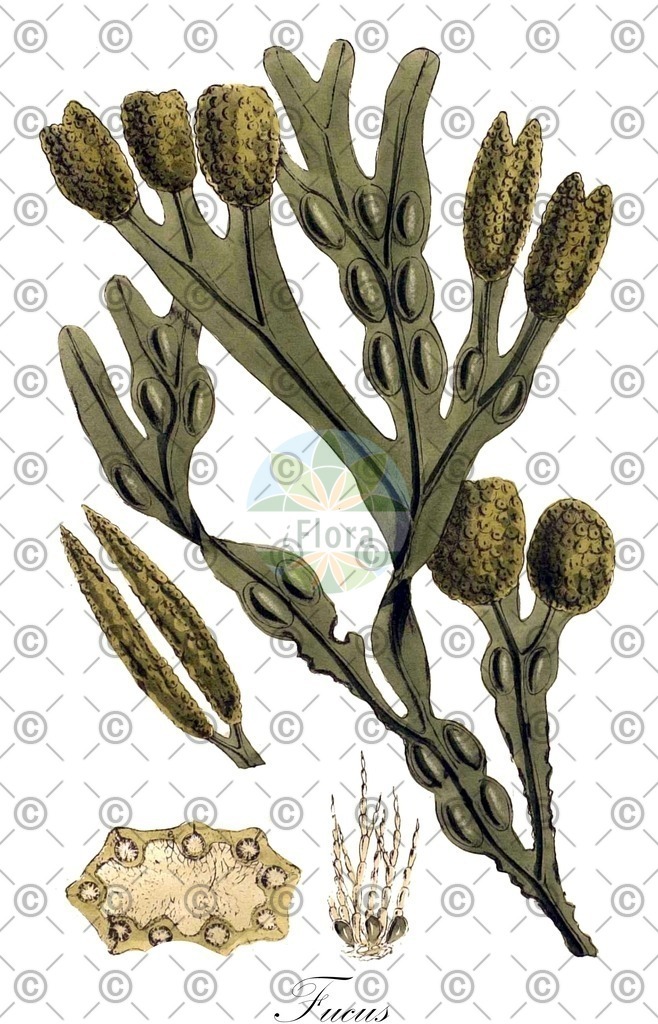 HistAbb_7P2VH_7_ENZY_Simple | Historische Abbildung von Fucus - Fucaceae (0) | Historical Illustration of Fucus - Fucaceae (0)