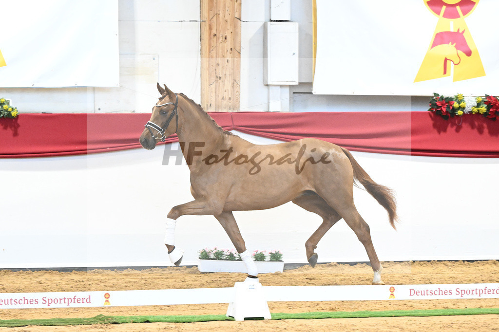 Kat-Nr. 52 Va Bene x Florestano_Kloessinger_43231810 | hf-fotografie - Realisiert mit Pictrs.com