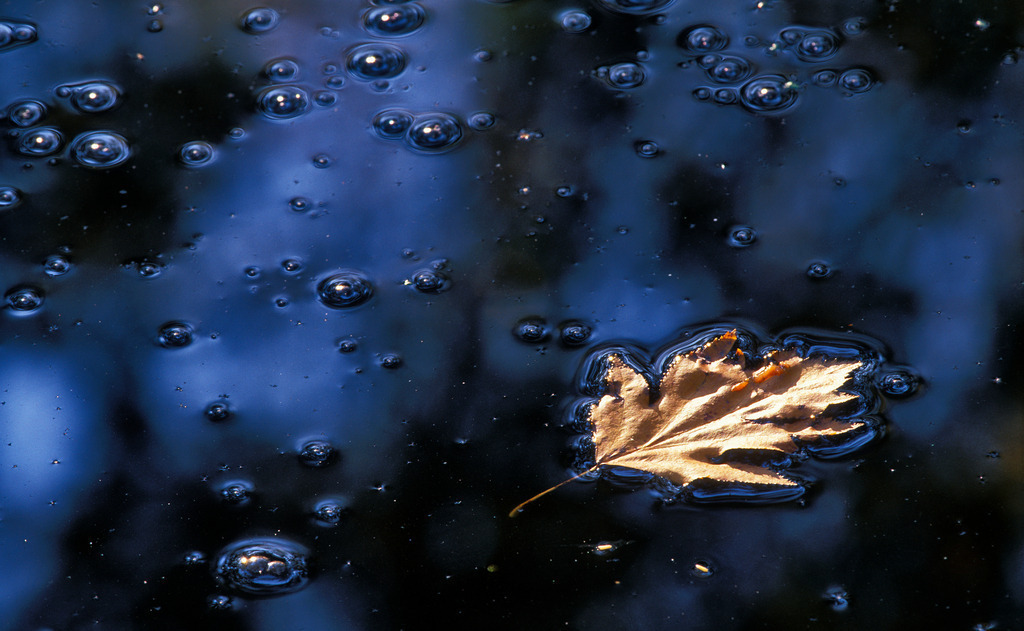 Schwimmendes Blatt | Wien, Austria -  2009: Schwimmendes Blatt im Wasser. - Realisiert mit Pictrs.com