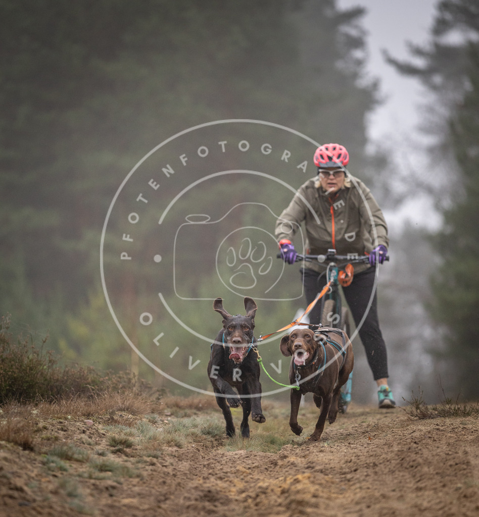 Pfotenfotografie_DV3A1122 | Hundefotografie, Tierfotograf, Pfotenfotografie, Fotoshooting Hund, Hunde Portrait, Hundesport, Hundeportraits, Heideshooting, Hunde, Sportfotograf, Hundefotograf, Turnierhundsport, THS,  - Realisiert mit Pictrs.com