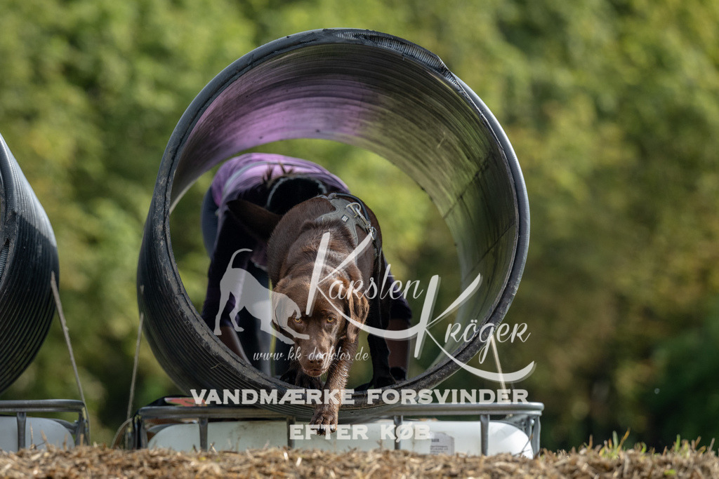 0954_ZZ91551 | kk-dogfotos