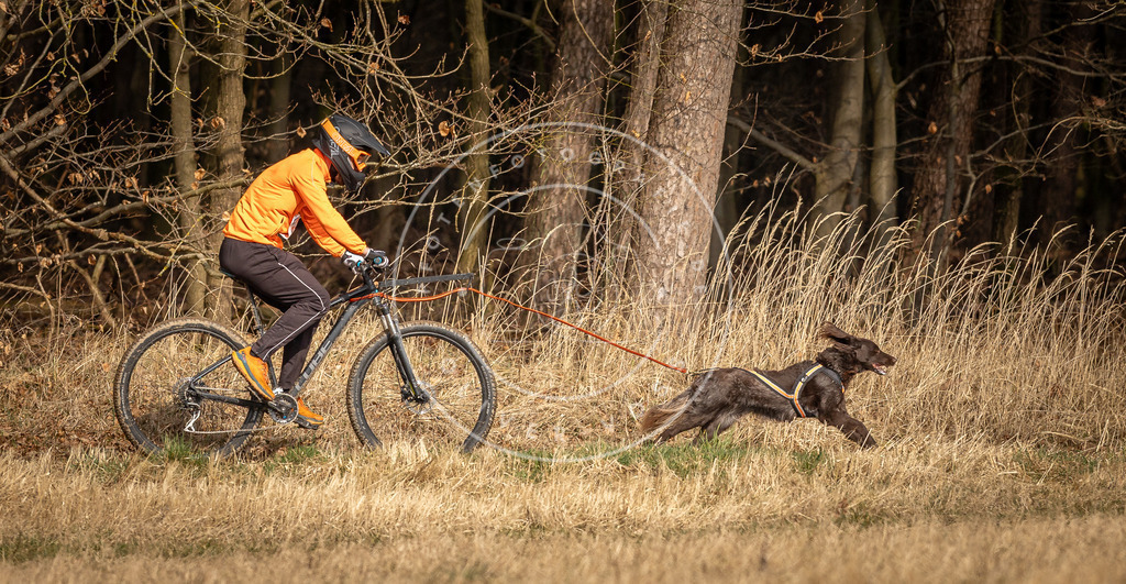 DV3A4540 | Hundefotografie, Tierfotograf, Pfotenfotografie, Fotoshooting Hund, Hunde Portrait, Hundesport, Hundeportraits, Heideshooting, Hunde, Sportfotograf, Hundefotograf, Turnierhundsport, THS,  - Realisiert mit Pictrs.com