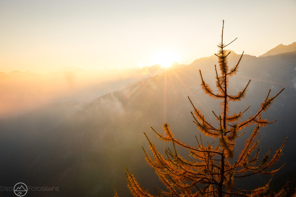 Lärche bei Sonnenuntergang | Eine gelb verfärbte Lärche vor dem Sonnenuntergang in den Bergen. Format 3:2 - Realized with Pictrs.com