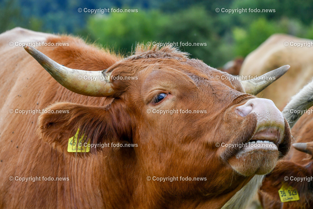 Deutschland_ Baden-Wuerttemberg_ Weilheim an der Teck_ 13.09.2025-8 | 13.09.2025, Deutschland, GER, Baden-Wuerttemberg, Weilheim an der Teck am Fuße der Schwaebischen Alb, im Bild Themenbild, Kuh, Rind, Hoerner, Weide, Wiese, Landwirtschaft, Tier, Natur, gruene Wiese, Bauernhof, Ohrmarken, Tierhaltung, Landleben, Sommer, Landschaft, Landwirtschaftsbetrieb, Feature, Symbolbild