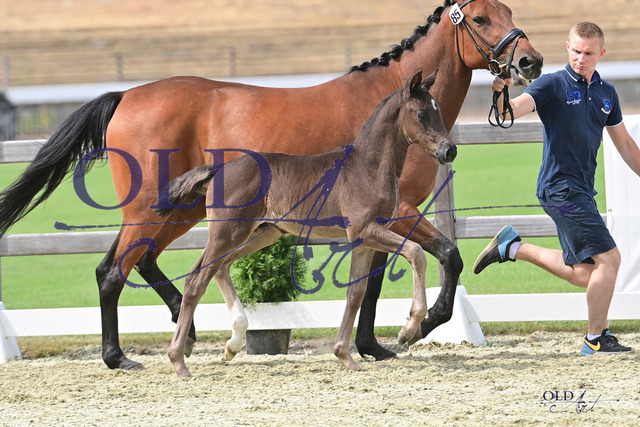 85 DE433330778823 FRE Kjento - Fürst Romancier - Don Schufro DSC_5035 Kopie | <meta name="description" content="★Offizieller Merchandise und Foto-/Videostore des Oldenburger Verbandes.★ ✅Jetzt auch digital Ausdrucke erhältlich." />
<meta name="keywords" content="Merchandise Foto-/Videostore Oldenburger Verband Photographie 